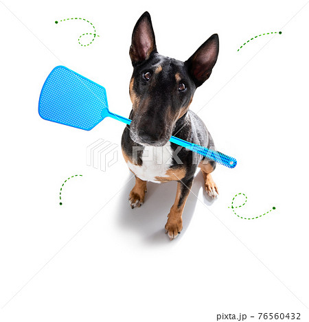 couple of dogs  with leash waiting for a walk 76560432