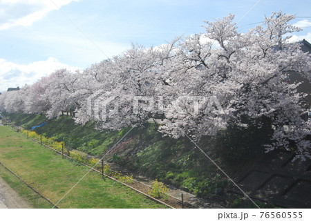 桜 青空 春 桜 青空 春 76560555
