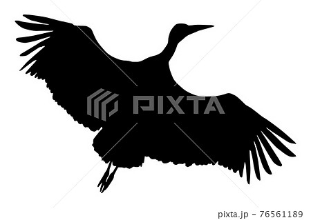 White stork (Ciconia ciconia), flying black silhouette of a bird 76561189