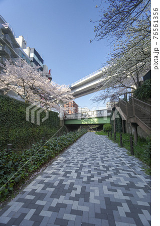 多摩センター駅に近い乞田川の桜と多摩モノレール 多摩センター駅に近い乞田川の桜と多摩モノレール 76561356