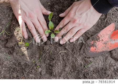 Two man hands planting a young tree or plant while working in the garden, seeding and planting and growing top view, farmers hands care of new life, environment, spring, nature, plants concept Two man hands planting a young tree or plant while working in the garden, seeding and planting and growing top view, farmers hands care of new life, environment, spring, nature, plants concept 76561914