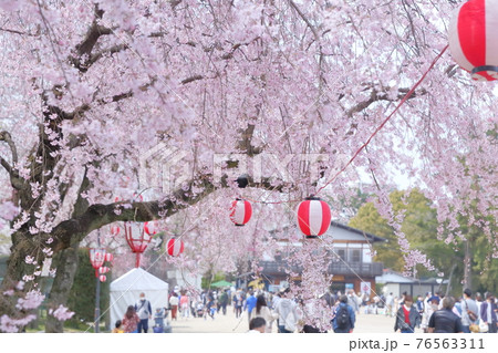 桜まつりと花見客（名古屋城　愛知県 名古屋市） 76563311