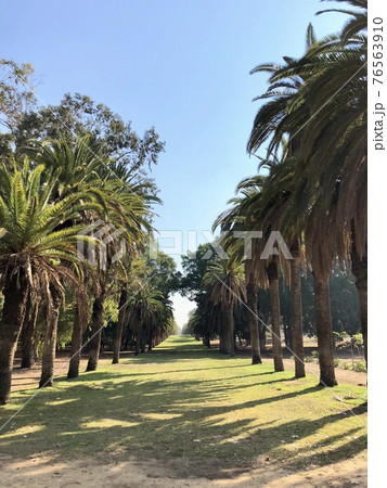 椰子の木の一直線の道 椰子の木の一直線の道 76563910
