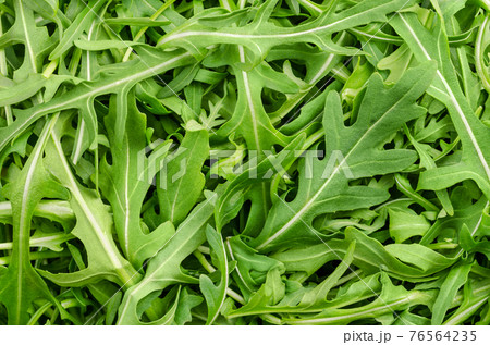 Raw and fresh arugula, green leaves, from above. Top view on rocket salad, Eruca vesicaria, a plant, used as leaf vegetable, salad vegetable and decorative garnish. Surface and background, food photo. 76564235