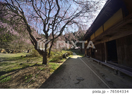 桜　一石栃立場 76564334