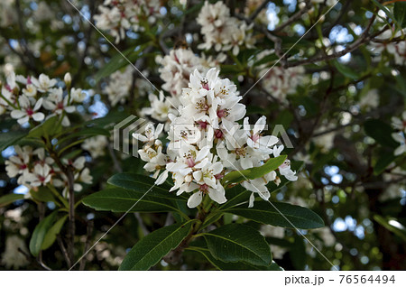 オキナワシャリンバイ オキナワシャリンバイ 76564494