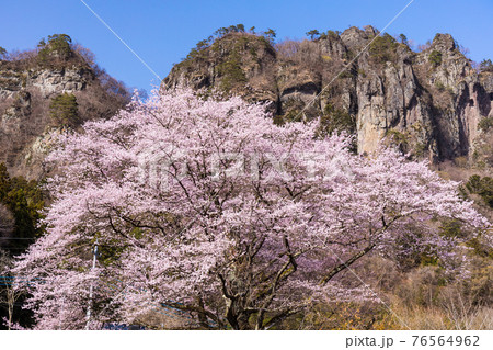 岩櫃山と大隅桜1 76564962