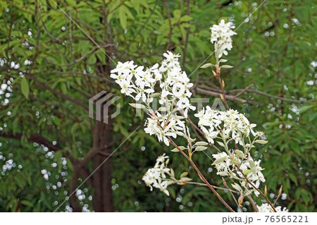 ザイフリボクの花 76565221