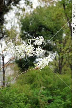 ザイフリボクの花 76565223