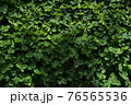クローバー畑 76565536