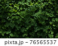 一面のクローバー 76565537