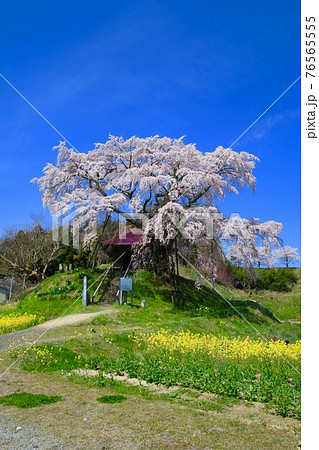 上石の不動桜（福島県・郡山市） 76565555