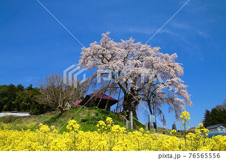 上石の不動桜(福島県・郡山市) 上石の不動桜(福島県・郡山市) 76565556