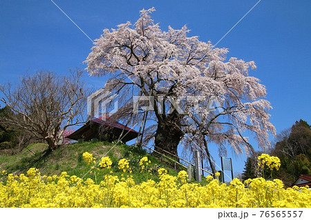 上石の不動桜(福島県・郡山市) 上石の不動桜(福島県・郡山市) 76565557