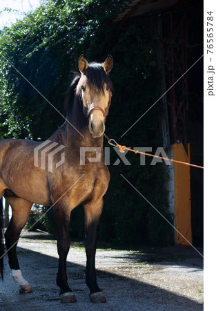 portrait of buckskin  young Andalusian stallion posing near stable. Andalusia, Spain.  sunny day 76565784