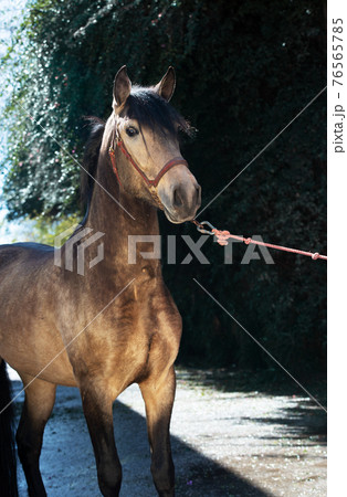 portrait of buckskin young Andalusian stallion posing near stable. Andalusia, Spain. sunny day portrait of buckskin young Andalusian stallion posing near stable. Andalusia, Spain. sunny day 76565785