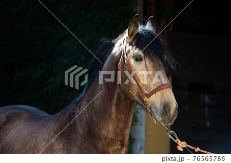 portrait of buckskin young Andalusian stallion posing near stable. Andalusia, Spain. sunny day portrait of buckskin young Andalusian stallion posing near stable. Andalusia, Spain. sunny day 76565786