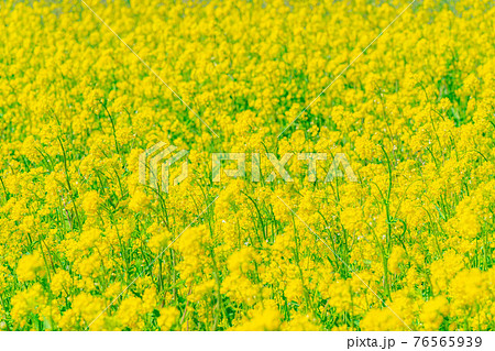 菜の花と玉ボケ 【長野県】 菜の花と玉ボケ 【長野県】 76565939