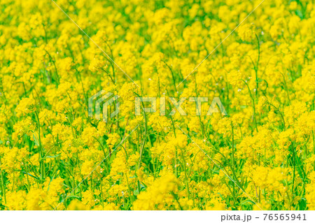 菜の花と玉ボケ　【長野県】 76565941