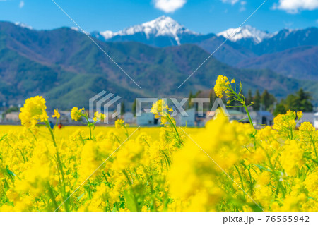 菜の花と玉ボケ　【長野県】 76565942