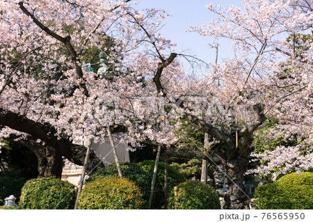 上野公園のコマツオトメと小松宮像 上野公園のコマツオトメと小松宮像 76565950