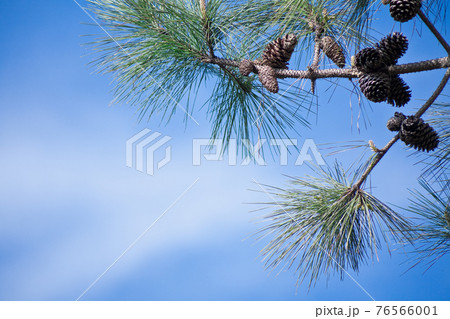 青空を背景に松ぼっくりを写す 76566001