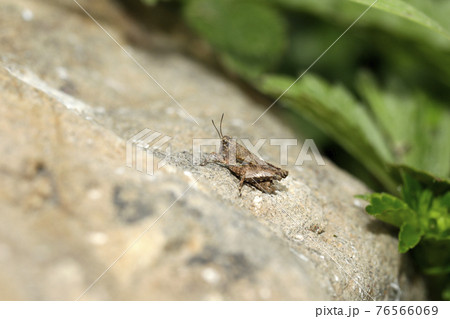 ヒシバッタの仲間 76566069
