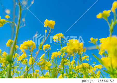菜の花と青空　【長野県】 76566157