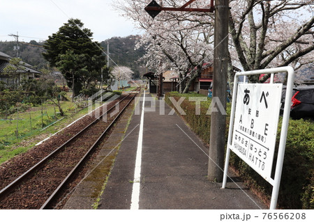 若桜鉄道 安部駅と桜の花 76566208