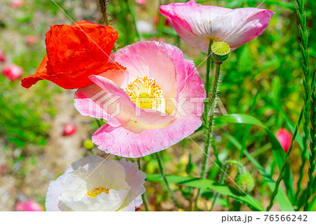 初夏の愛知牧場のケシの花と青空 【愛知県】 初夏の愛知牧場のケシの花と青空 【愛知県】 76566242