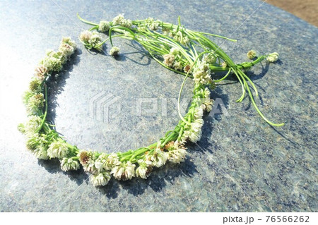 シロツメクサの花輪　花冠　リース 76566262