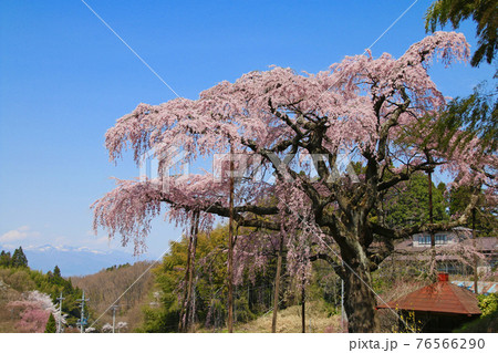 紅枝垂地蔵ザクラ・安達太良山（福島県・郡山市） 76566290