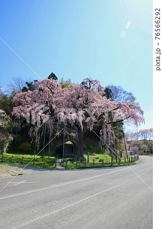 紅枝垂地蔵ザクラ（福島県・郡山市） 76566292