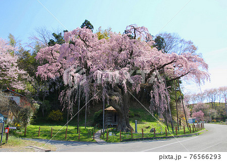紅枝垂地蔵ザクラ（福島県・郡山市） 76566293
