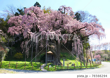紅枝垂地蔵ザクラ（福島県・郡山市） 76566294