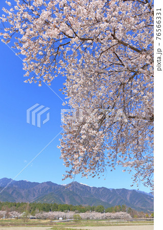 桜咲く春の安曇野 76566331