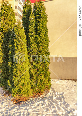 Small green oasis of tui in the stone jungle 76566471