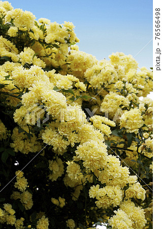 淡い黄色のしだれて咲くモッコウバラの花の写真素材