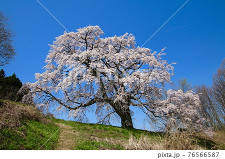 五斗蒔田桜（福島県・郡山市） 76566587