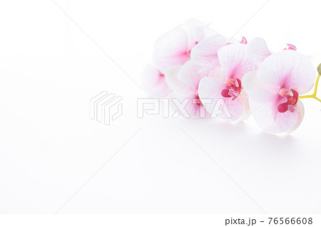 背景用　ピンクの胡蝶蘭 76566608