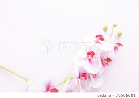 背景用 ピンクの胡蝶蘭 背景用 ピンクの胡蝶蘭 76566681