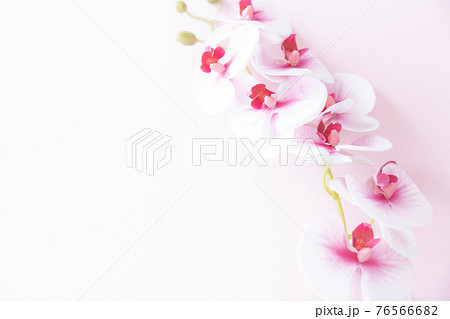 背景用 ピンクの胡蝶蘭 背景用 ピンクの胡蝶蘭 76566682