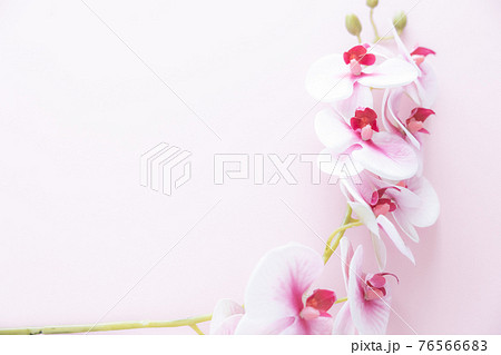 背景用 ピンクの胡蝶蘭 背景用 ピンクの胡蝶蘭 76566683