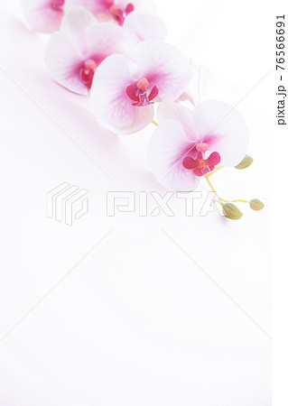 背景用　ピンクの胡蝶蘭 76566691