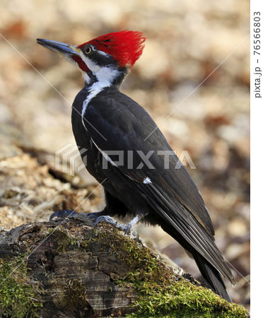 Pileated woodpecker portrait sitting on a tree trunk into the forest, Quebec, Canada Pileated woodpecker portrait sitting on a tree trunk into the forest, Quebec, Canada 76566803
