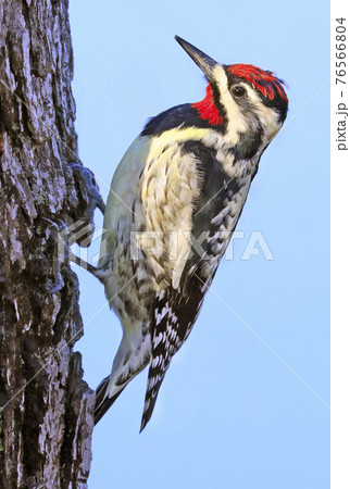 Yellow-bellied Sapsucker woodpecker portrait sitting on a tree trunk into the forest, Quebec, Canada Yellow-bellied Sapsucker woodpecker portrait sitting on a tree trunk into the forest, Quebec, Canada 76566804