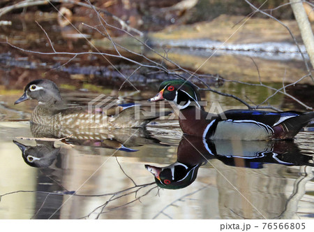 Colorful Wood Duck couple and their reflection on the lake, Quebec, Canada Colorful Wood Duck couple and their reflection on the lake, Quebec, Canada 76566805
