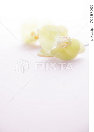 背景用素材　黄色の胡蝶蘭 76567039