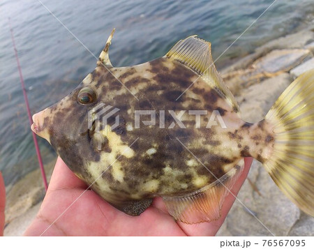 カワハギをキャッチしました 76567095