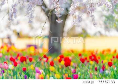 国営アルプスあづみの公園の桜とチューリップ　【長野県】 76567133